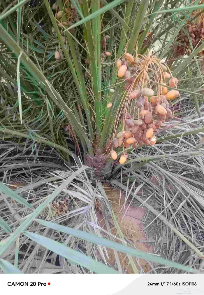 يوجد لدنا نخل مثمر للبيع 1