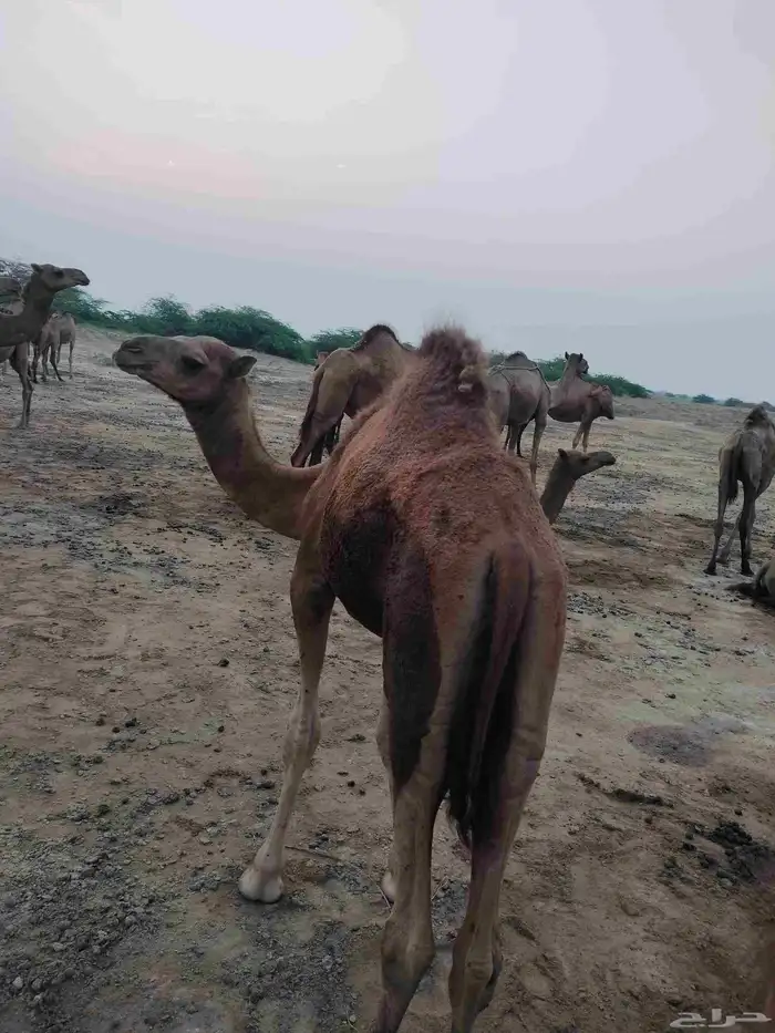 5حواشي ساحليه 2