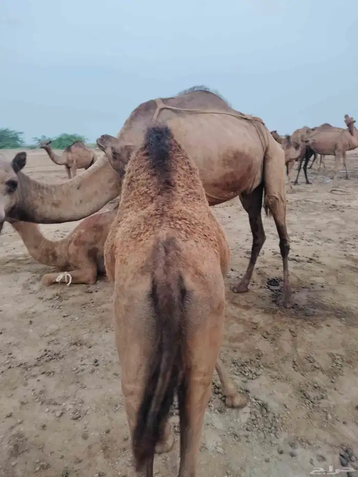 5حواشي ساحليه 4