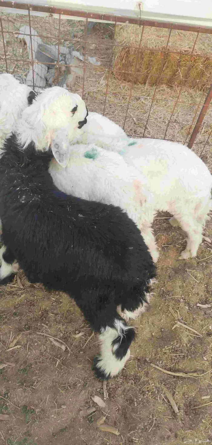 طلي طليان هرافى - تم البيع- 6