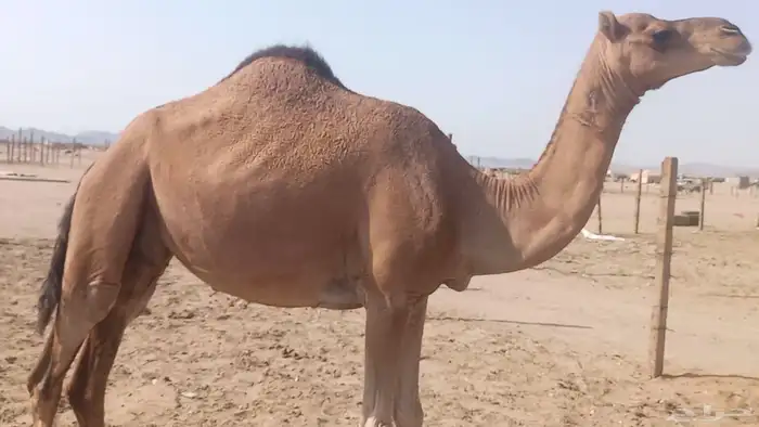 ناقه على ضراب سنها سدس 7