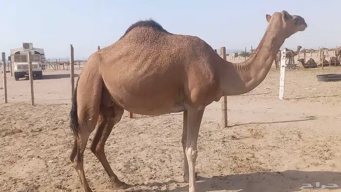 ناقه على ضراب سنها سدس 3