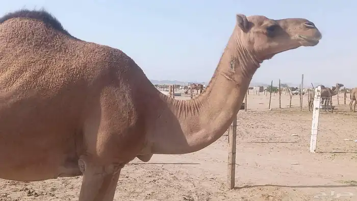 ناقه على ضراب سنها سدس 8