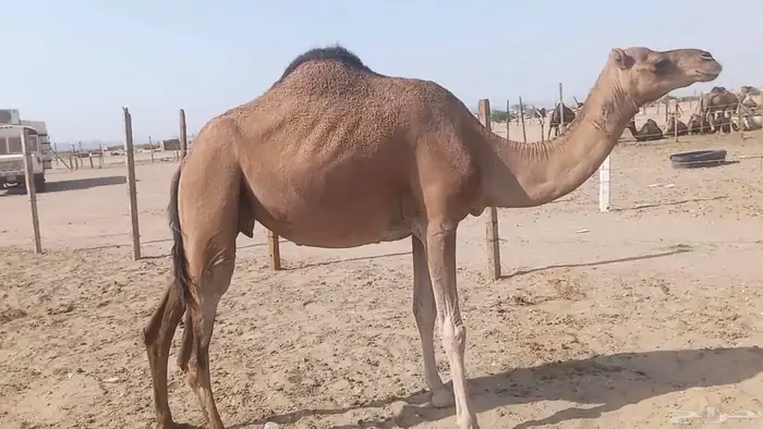 ناقه على ضراب سنها سدس 4