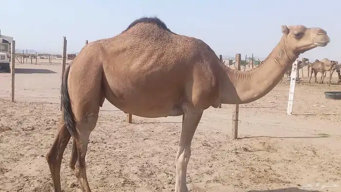 ناقه على ضراب سنها سدس 9