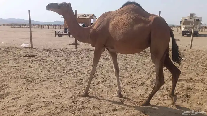 ناقه على ضراب سنها سدس 1