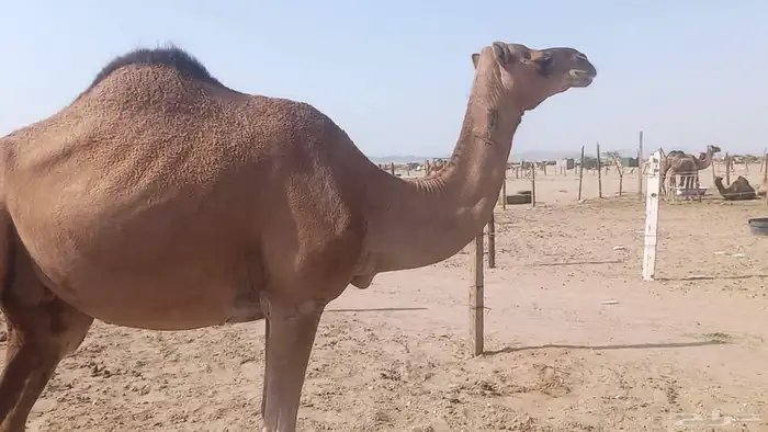 ناقه على ضراب سنها سدس 2