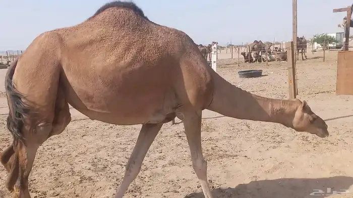 ناقه على ضراب سنها سدس 5