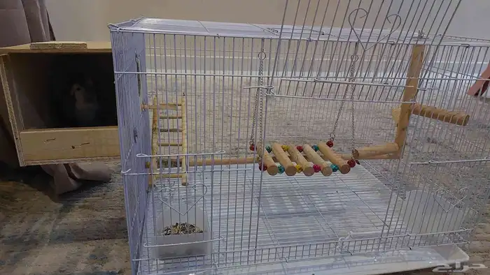 جوز ببغاء روزمعي اغراضه كامله 1