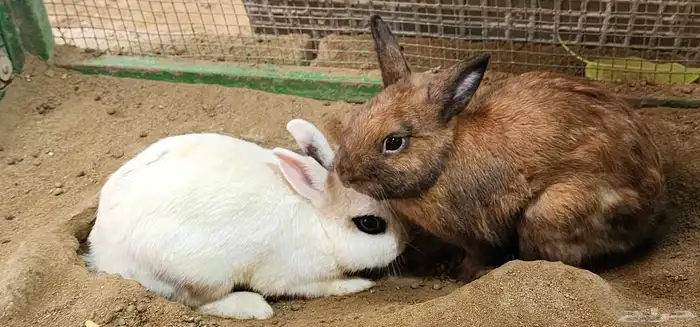 ارانب نذرلاند (قزمه) 1