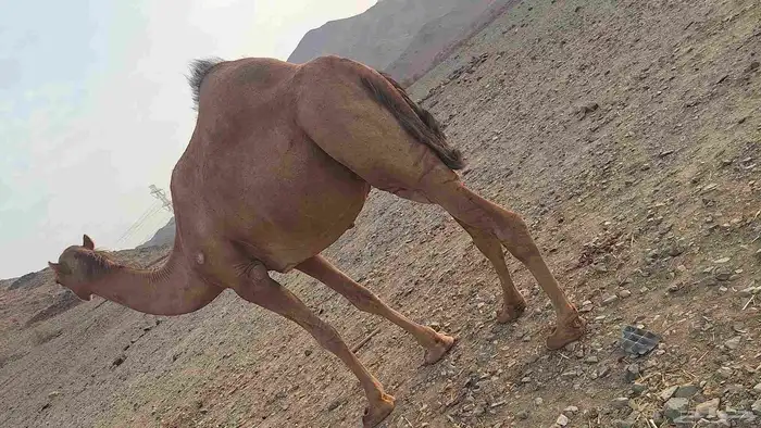 عشر من البل مابين خلفه وملاقي 6