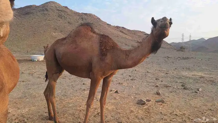 عشر من البل مابين خلفه وملاقي 1