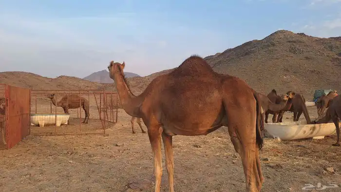 عشر من البل مابين خلفه وملاقي 2