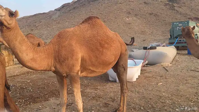 عشر من البل مابين خلفه وملاقي 4