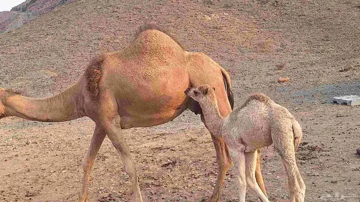 عشر من البل مابين خلفه وملاقي 7