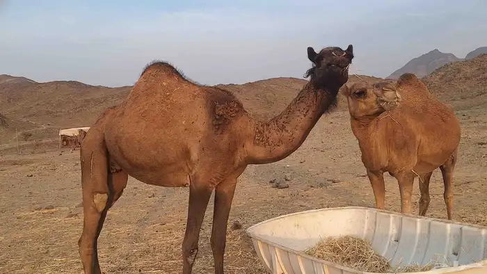 عشر من البل مابين خلفه وملاقي 3