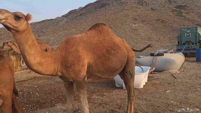عشر من البل مابين خلفه وملاقي 5