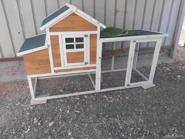 تيوس قزم أمريكي للبيع 5