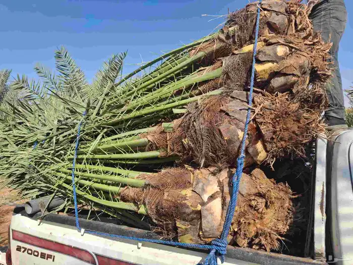 يوجدلدين جميع انواع انخل المثمره وزينه ب مكه جده اطايف 3