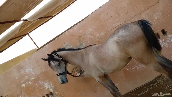 عرض ايواء خيل بسعر 750 ريال فقط لفترة محدودة إسطبل المسيرة 4