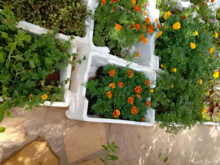 تنسيق حدائق وزراعه التيل وتركيب شبكة الري 0