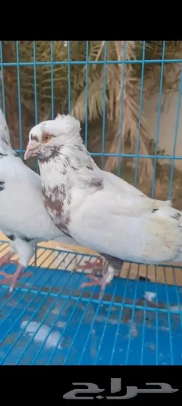 حمام مصري وكنوق أمريكي وشرازي وحبه لنق فيس 10