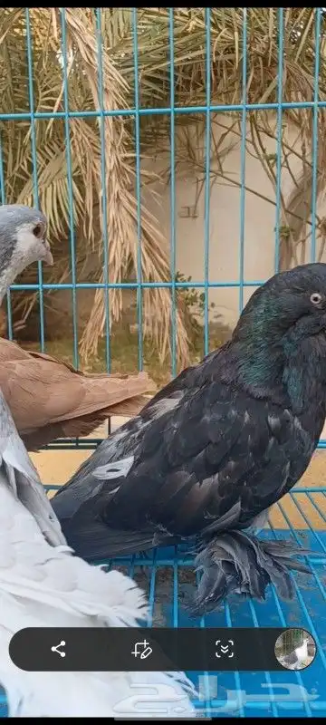 حمام مصري وكنوق أمريكي وشرازي وحبه لنق فيس 7