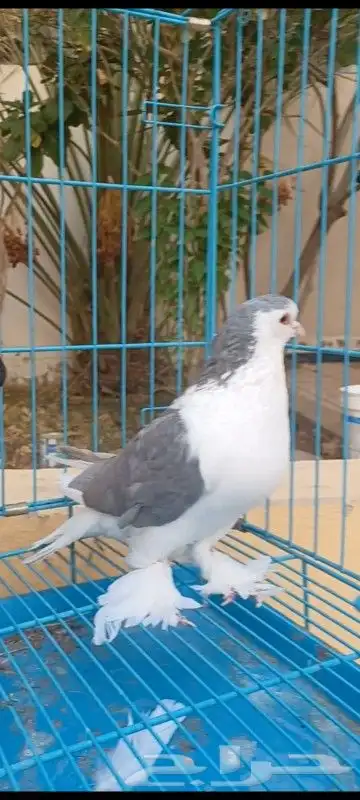 حمام مصري وكنوق أمريكي وشرازي وحبه لنق فيس 8