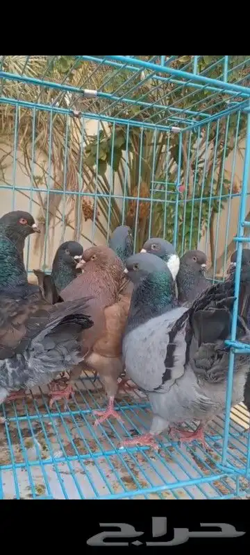 حمام مصري وكنوق أمريكي وشرازي وحبه لنق فيس 2