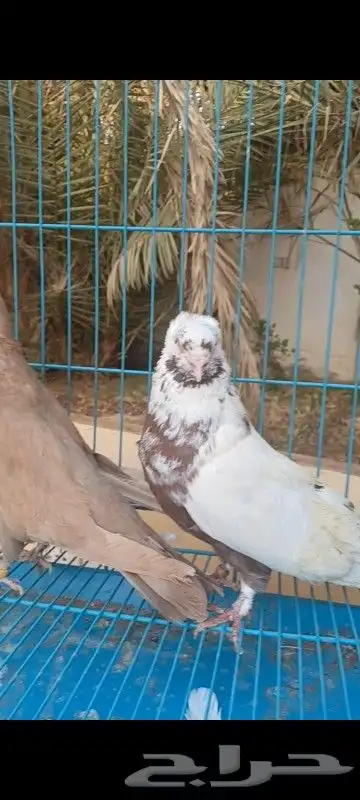 حمام مصري وكنوق أمريكي وشرازي وحبه لنق فيس 5