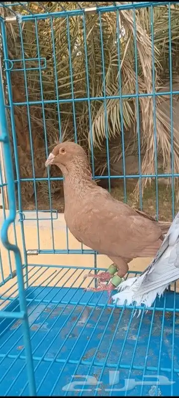 حمام مصري وكنوق أمريكي وشرازي وحبه لنق فيس 9