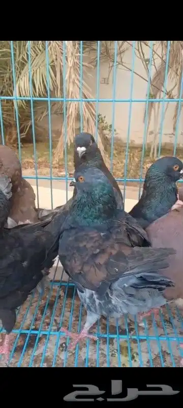 حمام مصري وكنوق أمريكي وشرازي وحبه لنق فيس 1
