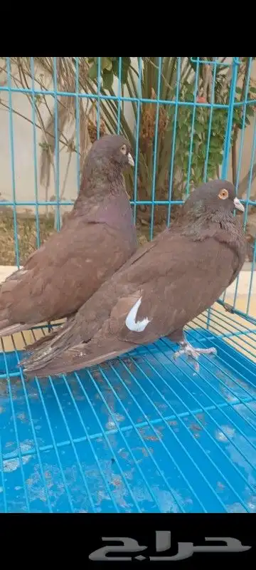 حمام مصري وكنوق أمريكي وشرازي وحبه لنق فيس 6