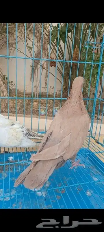 حمام مصري وكنوق أمريكي وشرازي وحبه لنق فيس 4