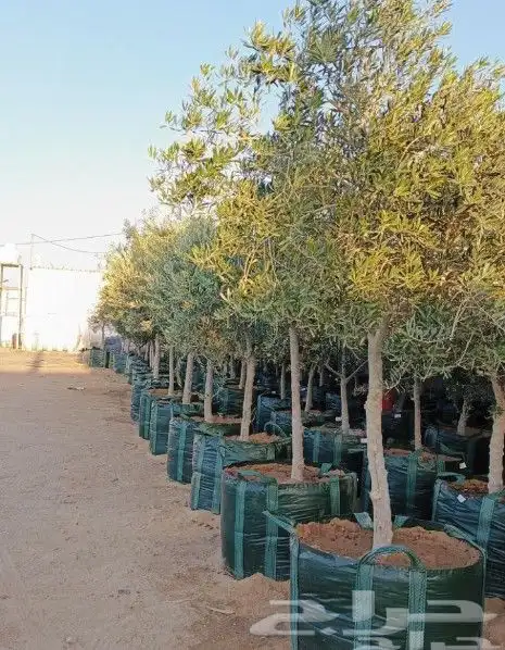 شجر الزيتون القزم احجام مختلفه 9