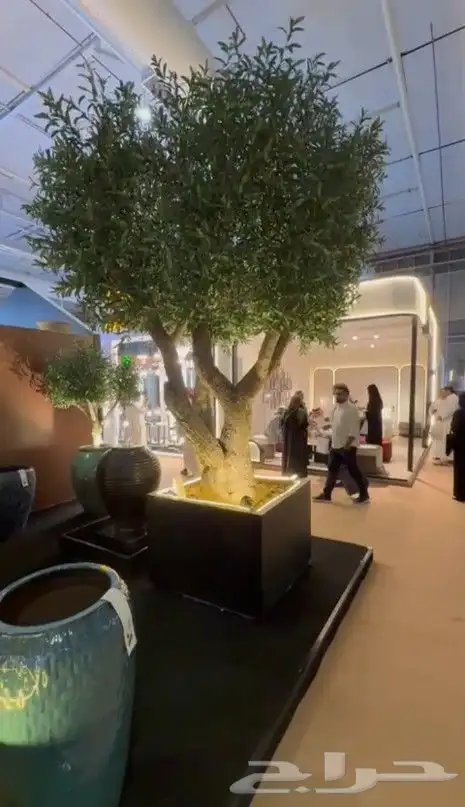 شجر الزيتون القزم احجام مختلفه 0