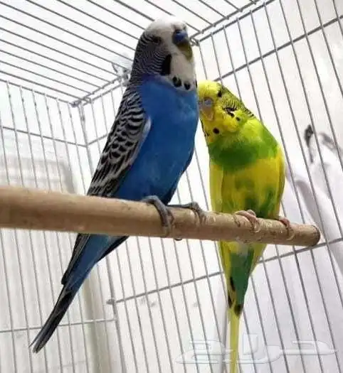 جوز بادجي ذكر و انثي منتجين مع القفص الاكل اكل طيور الحب 0