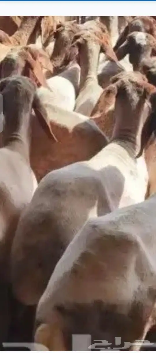 حلاق غنم مكينه 0