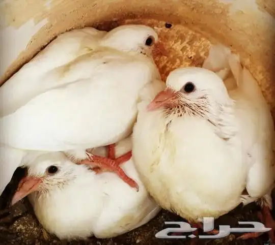 زغاليل فرنسي 0