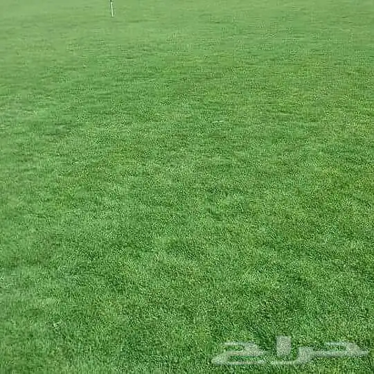 ثيل طبيعي C2000 عشب طبيعي 2