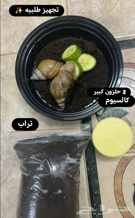 حلزونات للبيع فكرة مشروع مربح 0
