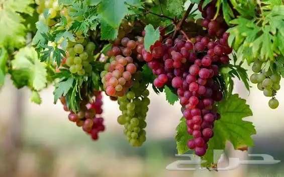 تركيب نحل أشجار مثمره زرع طبيعي 9