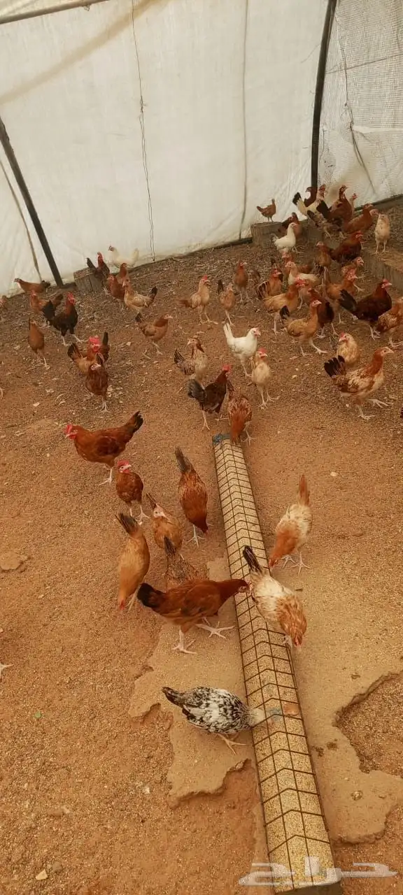 دجاج بلدي هجين تركي 3 شهور ونص 1