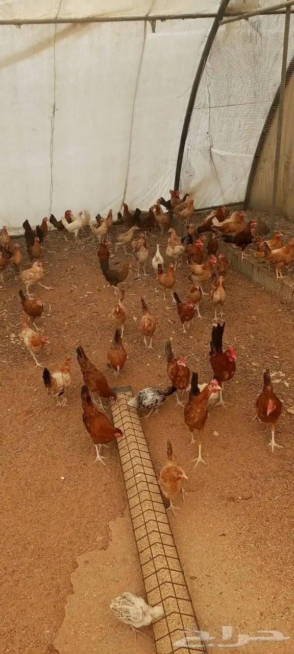 دجاج بلدي هجين تركي العمر 3 شهور ونص 0