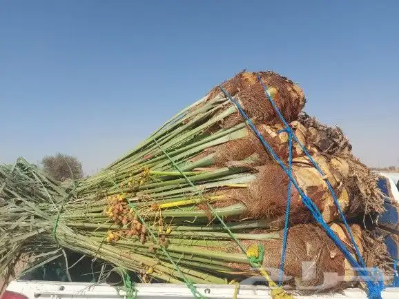 سلام عليكم عندنا هنخل الجيب كبار ومثمر 1