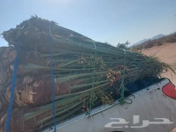 سلام عليكم عندنا هنخل الجيب كبار ومثمر 0