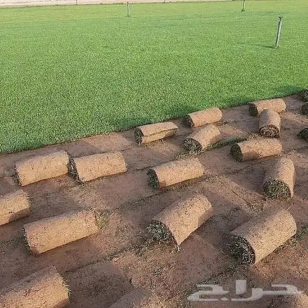 ثيل طبيعي C2000 عشب طبيعي 0