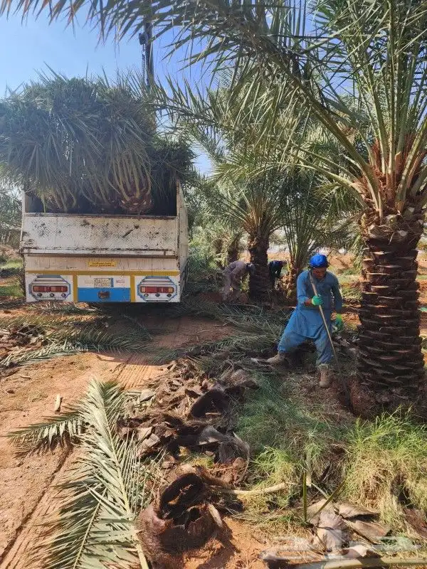 تركيب الشبك وتوريد النخل 9
