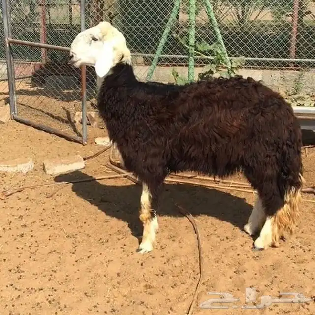 مطلوب طلي نجدي ذبيحة جذع 0
