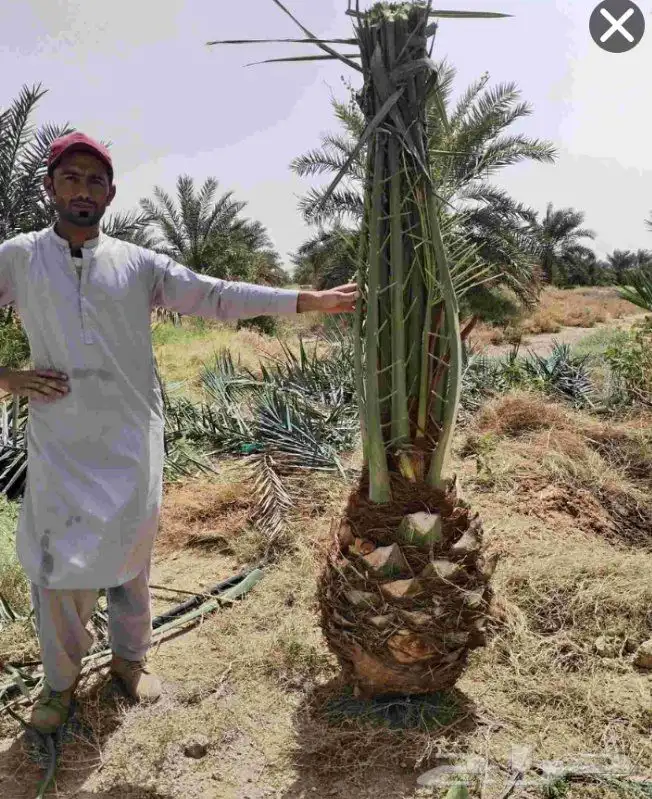 بيع نخل مثمر نخيل نقايل جثايث اخلاص سكري برحي صقعي شيشي واشن 4